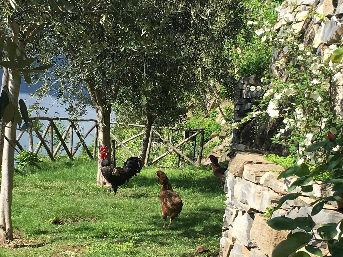 Castagna Holiday Home نيسّو المظهر الخارجي الصورة